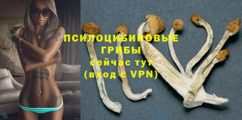 блэк спрут вход  Усть-Кут  Галлюциногенные грибы Magic Shrooms  где купить наркотик 